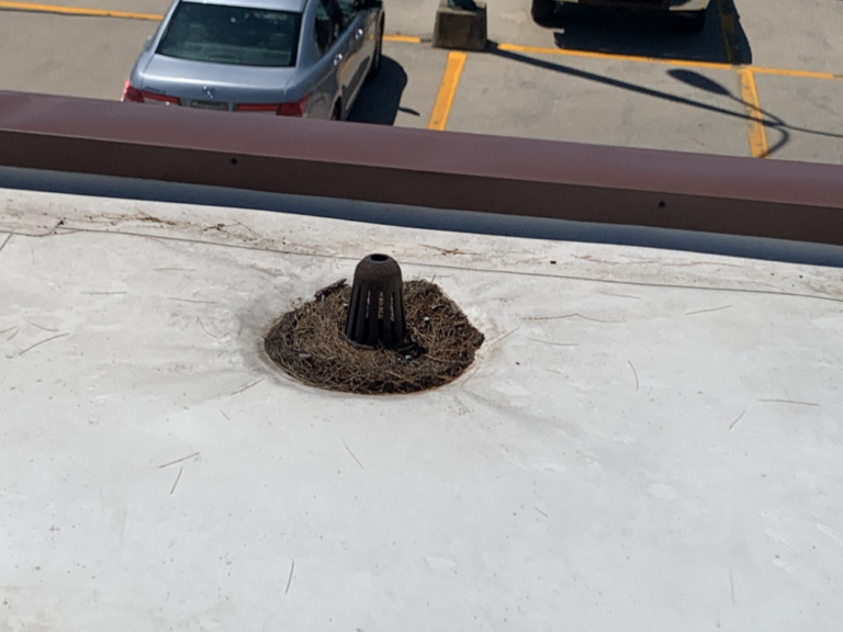 Roof drains